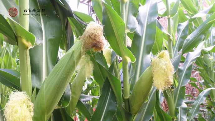 田園里滿是即將收獲的喜悅