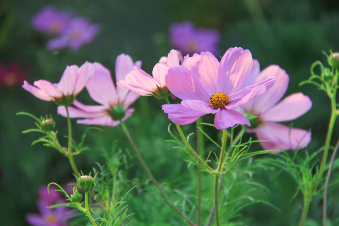 雨后清晨，陽(yáng)光漫步在花叢間；