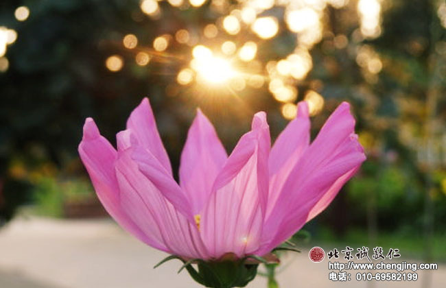 北京誠敬仁2014年暑期德藝書法篆刻培訓(xùn)班