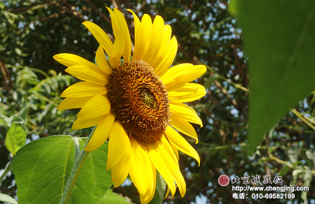 北京誠(chéng)敬仁2014年暑期德藝書法篆刻培訓(xùn)班