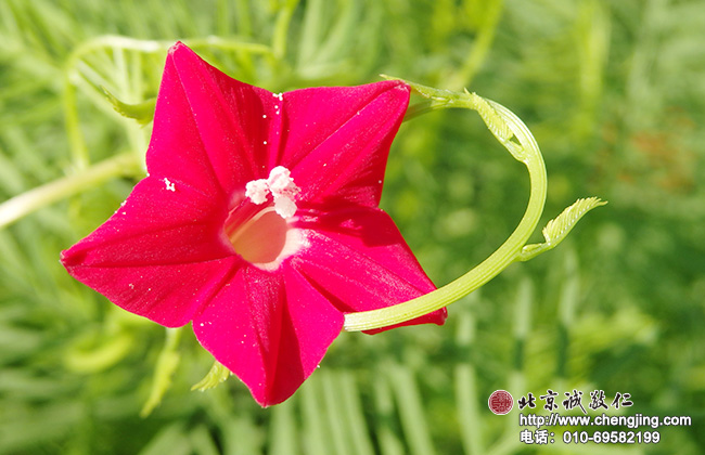 北京誠敬仁2014年暑期德藝書法篆刻培訓班