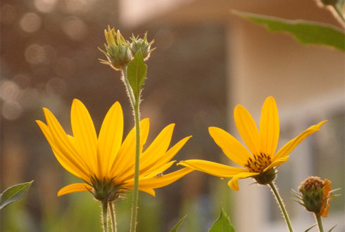 北京誠敬仁2014年暑期德藝書法篆刻培訓班