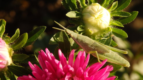 北京誠敬仁2014年暑期德藝書法篆刻培訓(xùn)班