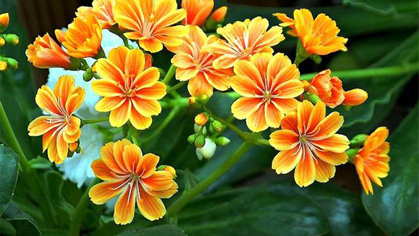 養老院的彩繪故事