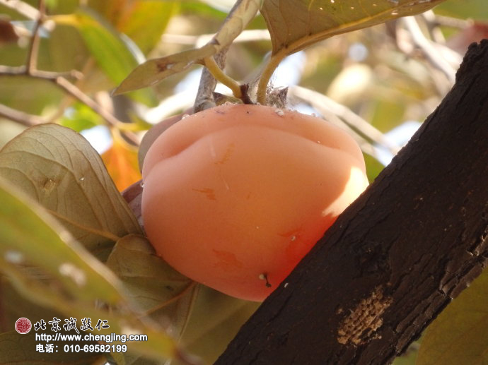 沉甸甸的果實依偎在枝椏間，
明媚的陽光灑落在這生命美好的時刻。