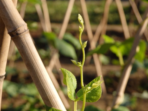 北京誠敬仁通州小院夏日即景