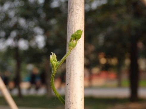 北京誠敬仁通州小院夏日即景