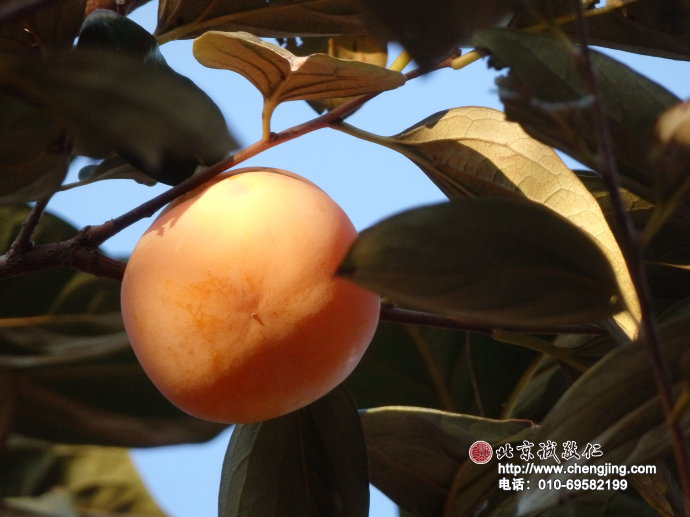 如嬰兒般甜美的笑臉，在秋日的枝頭綻放。