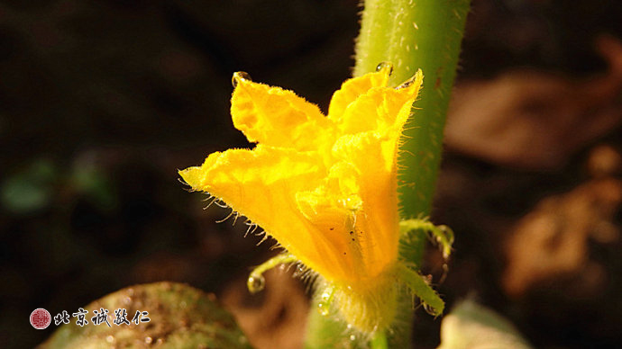 一輪紅日奏響春的序曲，生發(fā)的嫩芽描繪清晨最美的景致。