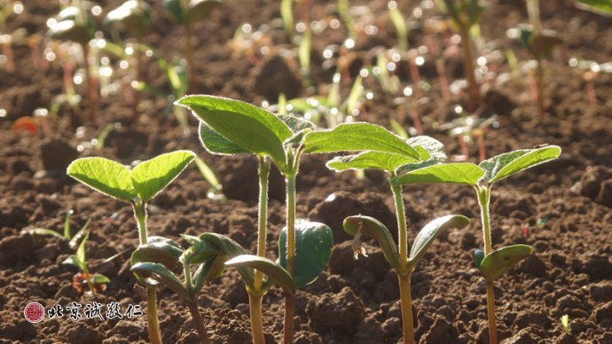 生命的光輝在冉冉升起的陽光中煥發(fā)出勃勃生機(jī)。