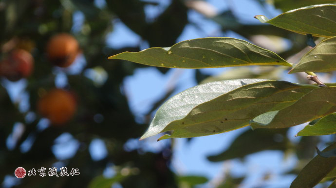 片片鄉音秋聲揚，繁華落處是故鄉。