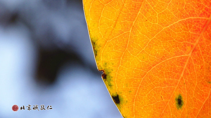 人生最美的旋律在此刻奏響；