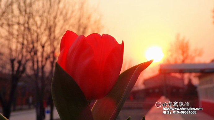 郁金香把小院的春天點亮；