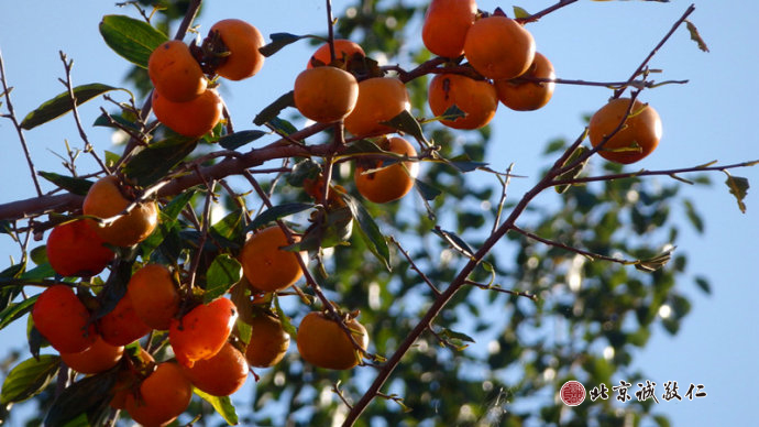 秋天沉甸甸的掛滿枝頭豐收的喜悅；
感恩大地滋養萬物，感恩陽光給予力量。
