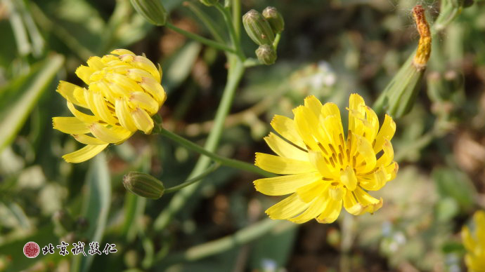 春色絢爛小院香，朵朵斂容競芬芳；