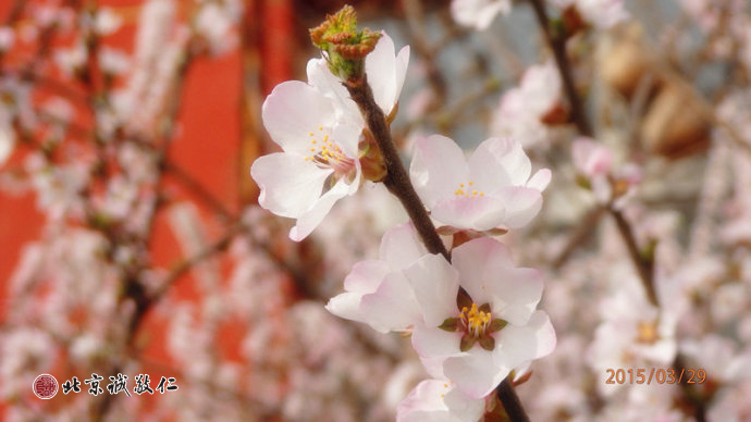 一朵春桃便是春，繽紛瀲滟滿人間。